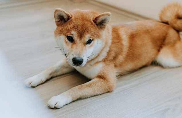 ترامپ‌ها وارد دنیای رمزنگاری می‌شوند: خرید Thumzup و گسترش معدن دوج کوین