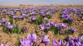 رکورد تازه در بورس کالا / ۱۴۵ میلیارد تومان زعفران معامله شد