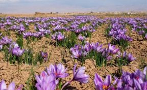 رکورد تازه در بورس کالا / ۱۴۵ میلیارد تومان زعفران معامله شد