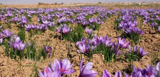 رکورد تازه در بورس کالا / ۱۴۵ میلیارد تومان زعفران معامله شد